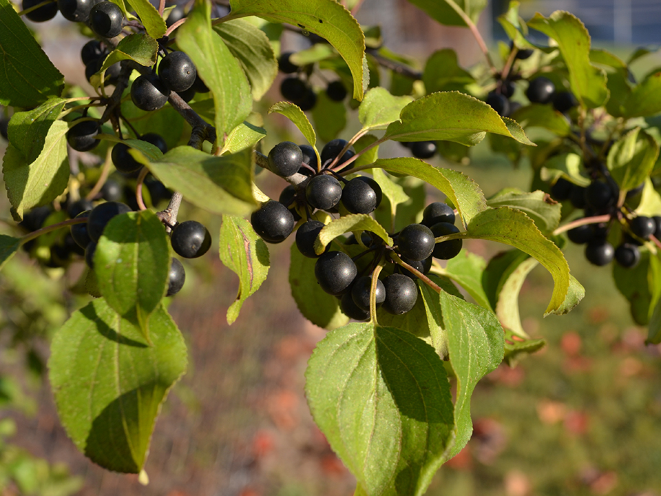 bBuckthron fruit